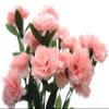 Fourwalls Beautiful Decorative Artificial Carnation Flower Bouquet for Home dcor (50 cm Tall, 18 Flower Stems, Light/Pink) view 3