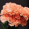 Fourwalls Artificial Decorative Carnation Flower Bunches (18 Flower Heads, 50 cm Tall, Peach) view 4