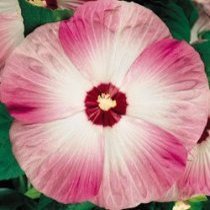 Seedville 10 Luna Pink Swirl Hardy Hibiscus Flower Seeds