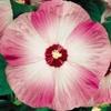 Seedville 10 Luna Pink Swirl Hardy Hibiscus Flower Seeds view 1