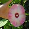 Seedville 10 Luna Pink Swirl Hardy Hibiscus Flower Seeds view 2