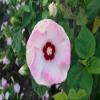 Seedville 10 Luna Pink Swirl Hardy Hibiscus Flower Seeds view 3
