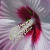 Seedville 10 Luna Pink Swirl Hardy Hibiscus Flower Seeds view 4