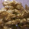 Samriddhi Artificial Leaf Golden Bonsai Wild Office Indoor Artificial Plant with Pot view 1