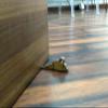 JAAMSO ROYALS Mouse Design Non-Slip Wooden Door Stoppers - To Stop or Jam the Doors (Brown, Small) view 3