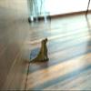 JAAMSO ROYALS Dog Design Small Non-Slip Wooden Door Stoppers view 2