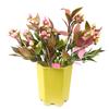 DecoreBugs Artificial Berries Bush Bunch (Multicolour, 2 Pieces, Height 28 cm Each), Artificial Flowers for Decoration Artificial Plants for Home Decor Home Decor Items view 3