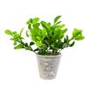 DecoreBugs' Pair of Artificial Plant Bunches (Set of 2) Citrus Limon Leaves -Without Pot(Height 30 cms / 12 inchs) view 1