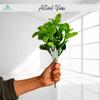 DecoreBugs' Pair of Artificial Plant Bunches (Set of 2) Citrus Limon Leaves -Without Pot(Height 30 cms / 12 inchs) view 2
