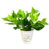 DecoreBugs Artificial Money Plant Bunch: Lifelike Greenery for Home Decor - Perfect for Living Room Ambiance,Kitchen,netural Look view 1