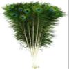 CRAFTWAFT Decorative Peacock Feather (20, X-Large (28-32 INCH)) view 1