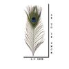 CRAFTWAFT Decorative Peacock Feather (30, Medium (15-18 INCH)) view 2