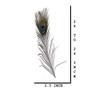 CRAFTWAFT Decorative Peacock Feather (5, Large (20-24 INCH)) view 2