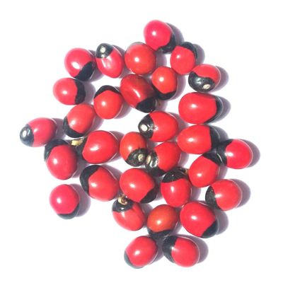 Natural Rakt Gunja -Red Chirmi Beads - 21 Pcs