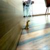VAH New Toucan BirdDesign Small Non-Slip Wooden Door Stoppers - to Stop Or Jam The Doors view 4