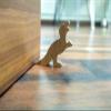 VAH New T-Rex Dinosaur Design Small Non-Slip Wooden Door Stoppers - to Stop Or Jam The Doors view 2