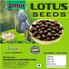 Pmw - New Jar Pack - Kamal Gatta - Natural Raw Lotus Seed - for Laxmi Havan & Pujan - 108 Seeds - Kamal Gatta Seed view 4