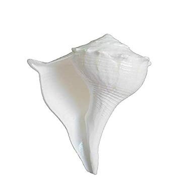 shahinpearlmart Shell Valampuri/Dakshinavarti Shankh, Sangu (13-14 cm, White)