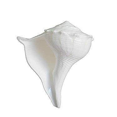 shahinpearlmart Shell Valampuri/Dakshinavarti Shankh, Sangu (13-14 cm, White)