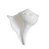 shahinpearlmart Shell Valampuri/Dakshinavarti Shankh, Sangu (13-14 cm, White) view 1