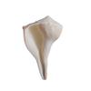 shahinpearlmart Shell Valampuri/Dakshinavarti Shankh, Sangu (13-14 cm, White) view 2