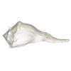 shahinpearlmart Shell Valampuri/Dakshinavarti Shankh, Sangu (13-14 cm, White) view 3