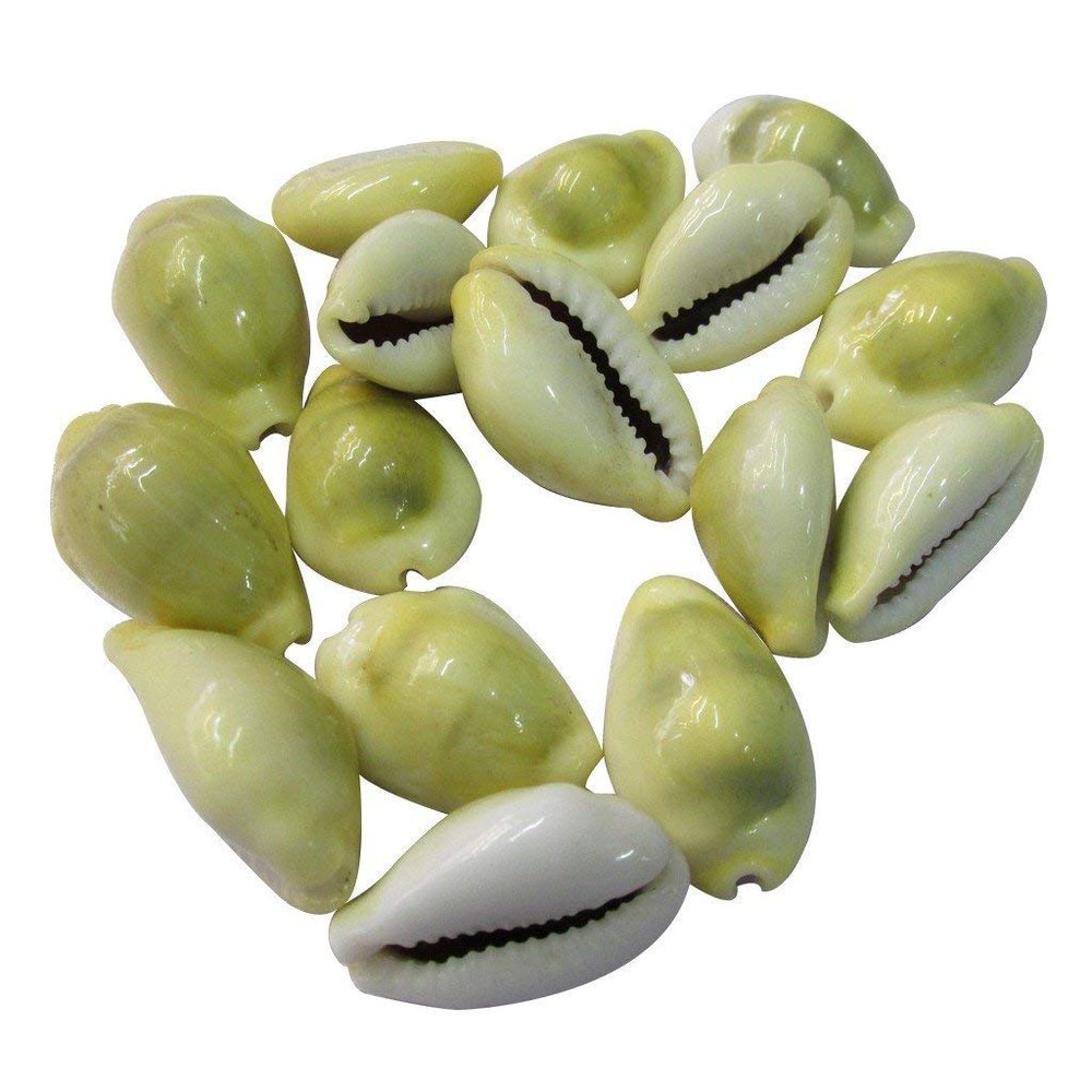 Aapkidukan Natural Yellow Kawdi/Kaudi/Kowdi/Cowrie/Koudi Shells- Set of 11 for Laxmi Pooja