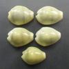 Aapkidukan Natural Yellow Kawdi/Kaudi/Kowdi/Cowrie/Koudi Shells- Set of 11 for Laxmi Pooja view 2