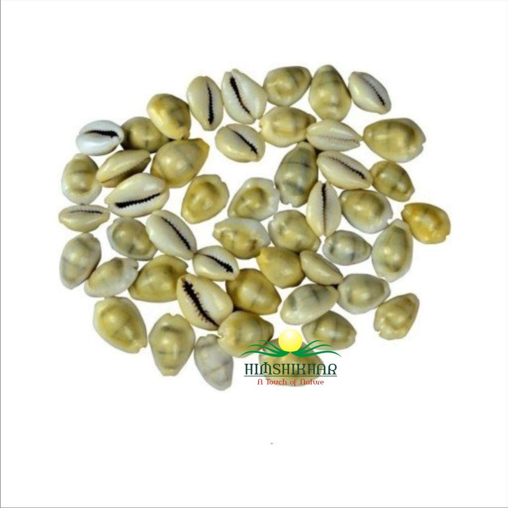 || Himshikhar || Natural LAXMI KAUDI Yellow Set of 11 Pieces for Goddess LAXMI, KAUDI Energized, Auspicious for Lakshmi/LAXMI/Diwali Pooja by GREE World Pooja SAMAGRI