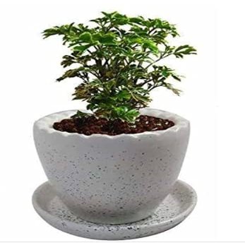 India Meets India Ceramic Flower Vase (4 inch, White)