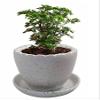 India Meets India Ceramic Flower Vase (4 inch, White) view 1