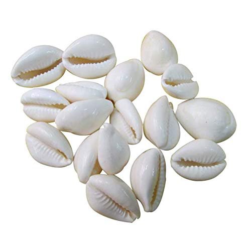 Suninow Natural White Kawdi/Kaudi/Kowdi/Cowrie/Koudi Shells- for Laxmi Pooja | Diwali Pooja | Deepawali Pooja (11)