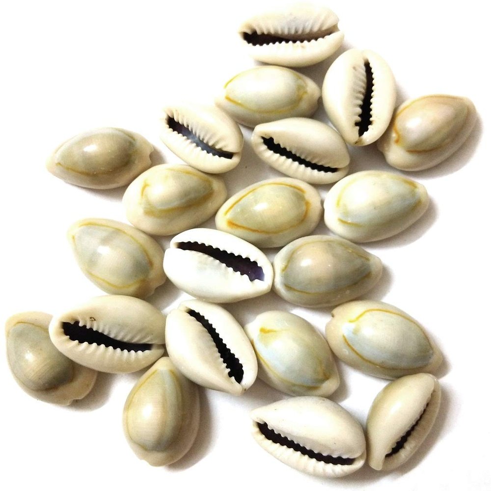 DS Natural Kawdi, Kaudi, Kowdi, Cowrie, Koudi, Kodi Shells Stone Packet - Set of 21 for Laxmi Pooja/puja, Multi