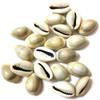 DS Natural Kawdi, Kaudi, Kowdi, Cowrie, Koudi, Kodi Shells Stone Packet - Set of 21 for Laxmi Pooja/puja, Multi view 1
