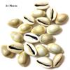 DS Natural Kawdi, Kaudi, Kowdi, Cowrie, Koudi, Kodi Shells Stone Packet - Set of 21 for Laxmi Pooja/puja, Multi view 2