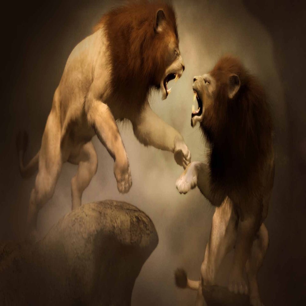 5 Ace Lion Sticker Poster|Animal Poster|wild life Poster|size:12x18 inch,multicolor