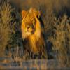5 Ace Lion Sticker Poster|Animal Poster|wild life Poster|size:12x18 inch,multicolor view 1