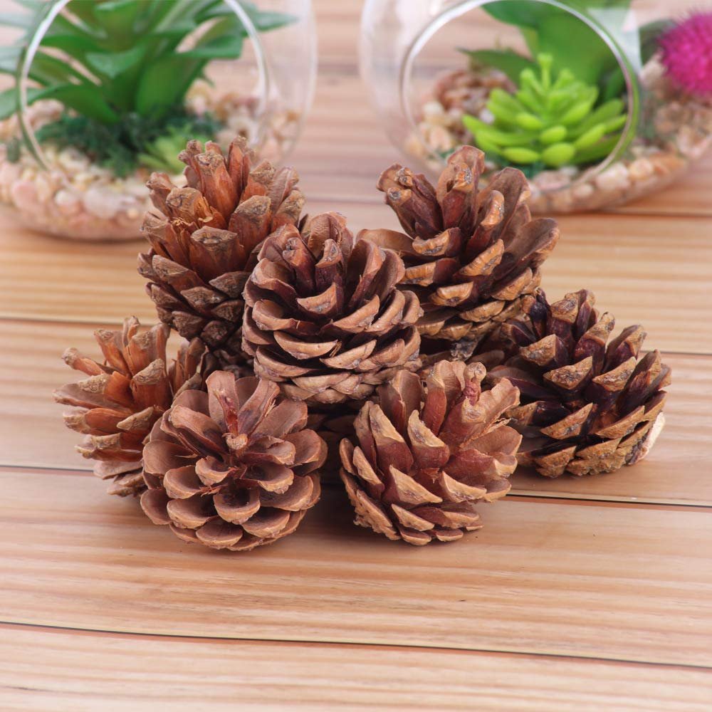 Apsambr Plastic Cones Hanging Pinecone (Brown_4.5Cm) Pack Of 12