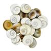 AFH Natural Gomati Chakra for Lakshmi Pooja Samagri for Goddess Laxmi and Health, Wealth, Protection, Prosperity and Success -Set of 21 view 1