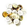 AFH Natural Gomati Chakra for Lakshmi Pooja Samagri for Goddess Laxmi and Health, Wealth, Protection, Prosperity and Success -Set of 21 view 2