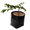 ZEONELY MART Poly Grow Nursery Plant Bags 8x8 inch -50 pcs view 1