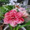 SJ STOCKS Amaryllis Lily Double Flower Bulbs - 2 view 1