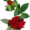 Hyperboles Artificial Rose Flower Stick (Red) view 3