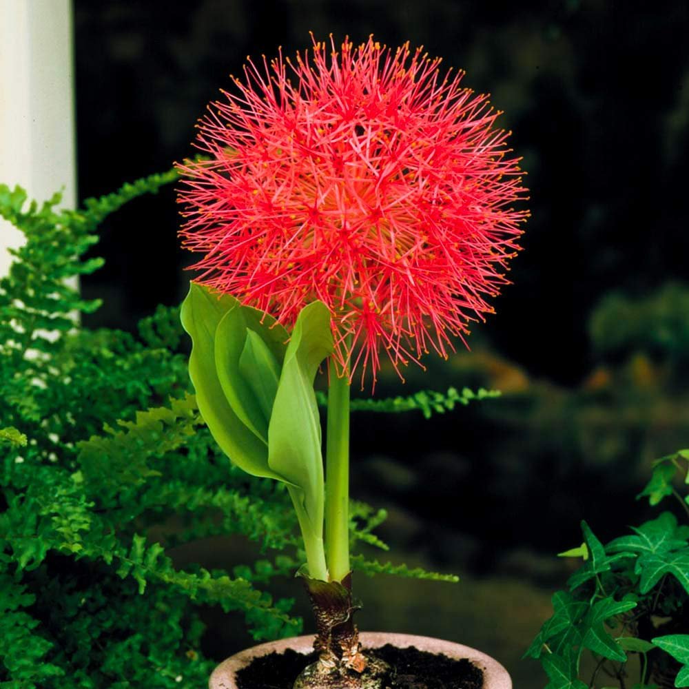 plantogallery Football Lily Imported Flower Fireball Lily Haemanthus/Blood Bulbs for Planting - Pack of 10,red,PPXBU178