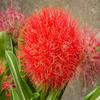 plantogallery Football Lily Imported Flower Fireball Lily Haemanthus/Blood Bulbs for Planting - Pack of 10,red,PPXBU178 view 2