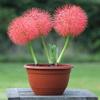 plantogallery Football Lily Imported Flower Fireball Lily Haemanthus/Blood Bulbs for Planting - Pack of 10,red,PPXBU178 view 3