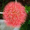 plantogallery Football Lily Imported Flower Fireball Lily Haemanthus/Blood Bulbs for Planting - Pack of 10,red,PPXBU178 view 4