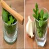 Lifestyle Stuff Handcrafted Bar Wood Muddler (Natural, 9 in) view 4