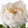 Ikea TSSP Artificial Flower, Peony (White, 30 Cm) - 2 Pieces view 3