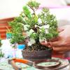 GREENARTZ 66ft 3.5mm Aluminium Wire for Bonsai Gardening Electrical use view 2